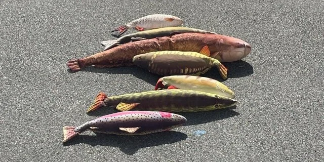🐟 Intervention École de pêche
